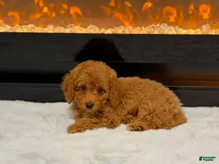 Miniature Poodle dogs Nate - Ad 2