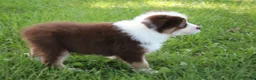 Australian Shepherd dogs for sale: Smith - Ad 3