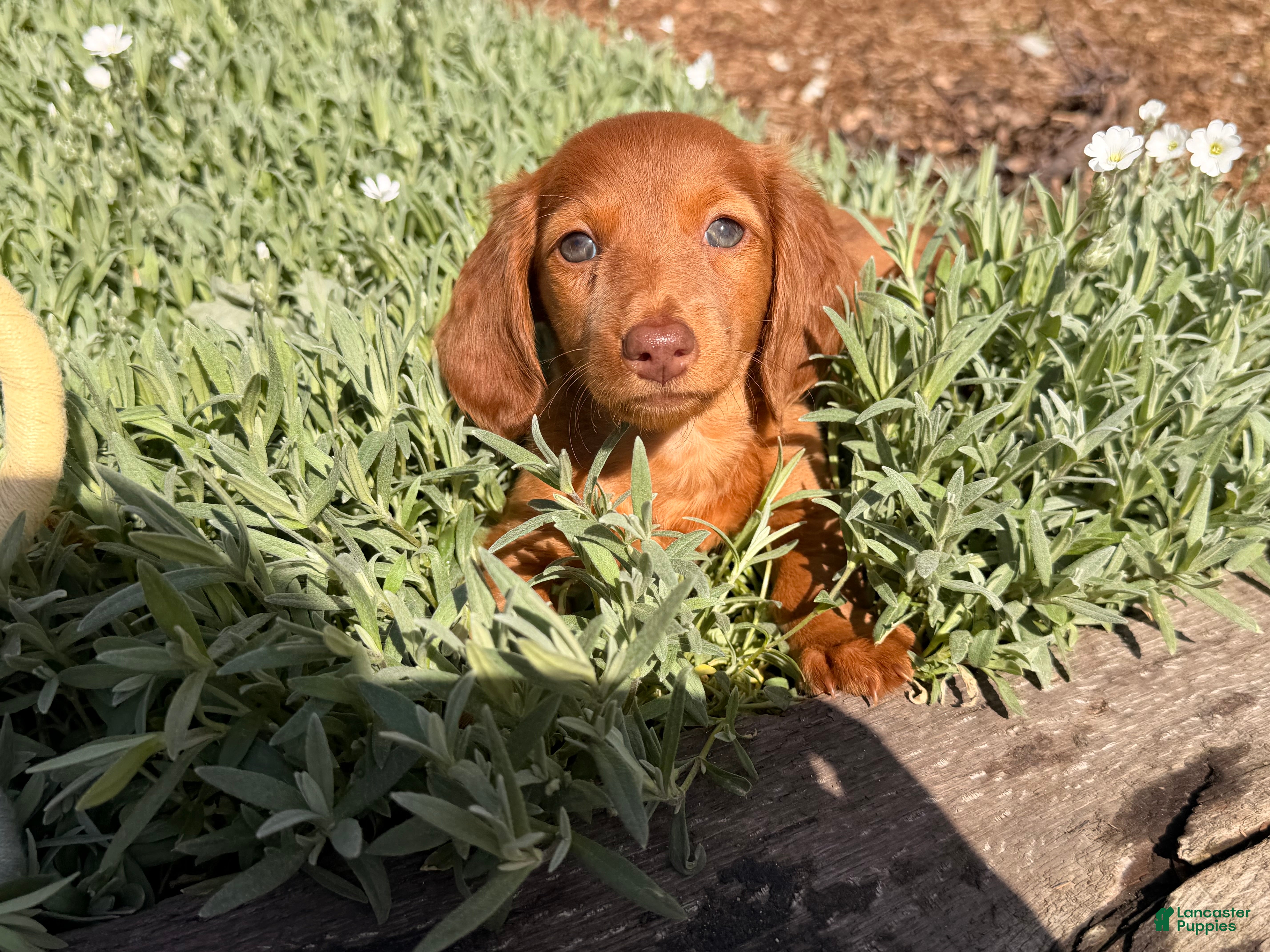 Dachshund dogs Violet - Ad 2
