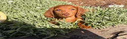 Dachshund dogs for sale: Violet - Ad 2