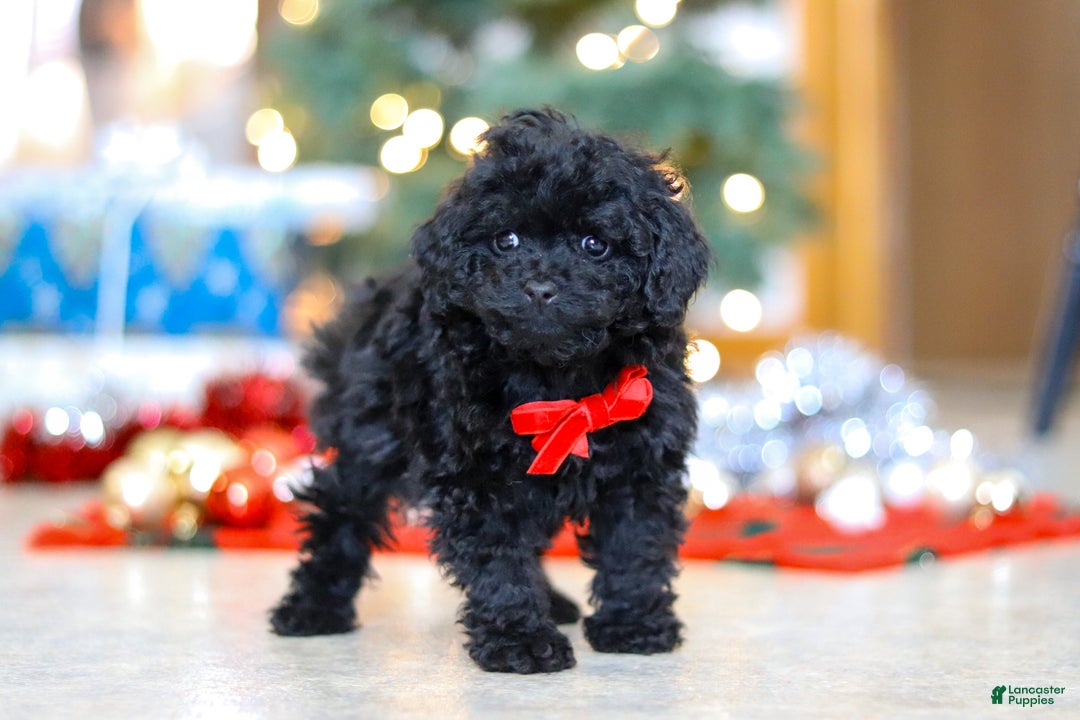 Miniature Poodle dogs for sale: Buddy - Ad 5