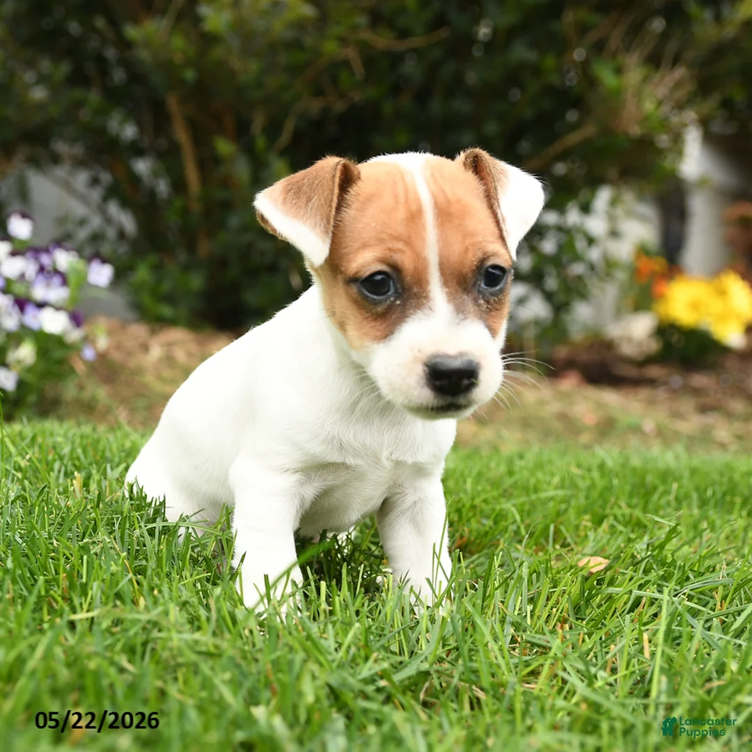 Jack Russell Terrier dogs for sale: Creampuff - Ad 2