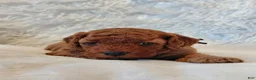 Cockapoo dogs for sale: Isaiah_Male - Ad 7