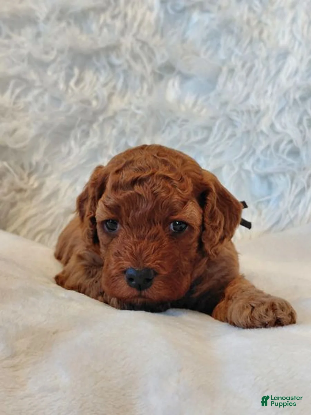 Cockapoo dogs for sale: Isaiah_Male - Ad 7