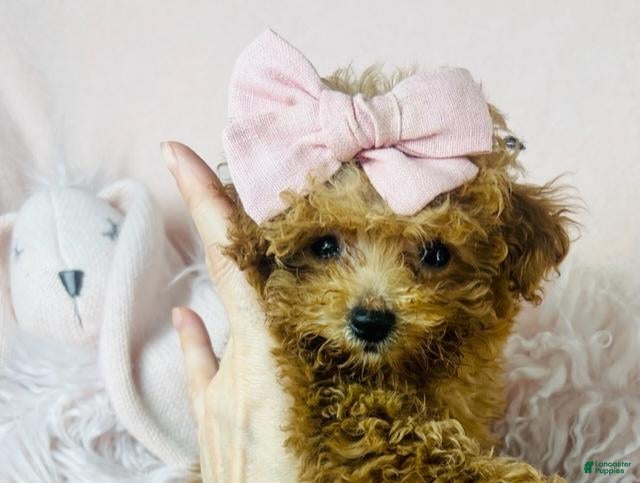 Miniature Poodle dogs Miniature Poodle Puppy 3 - Ad 41