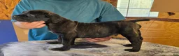 Mixed Breed dogs for sale: Hawks Mr Cougar  - Ad 2