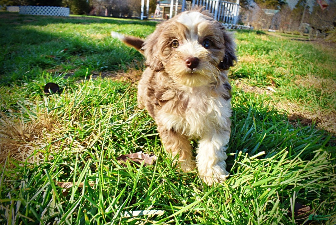 Havapoo dogs for sale: Oakley - Ad 16