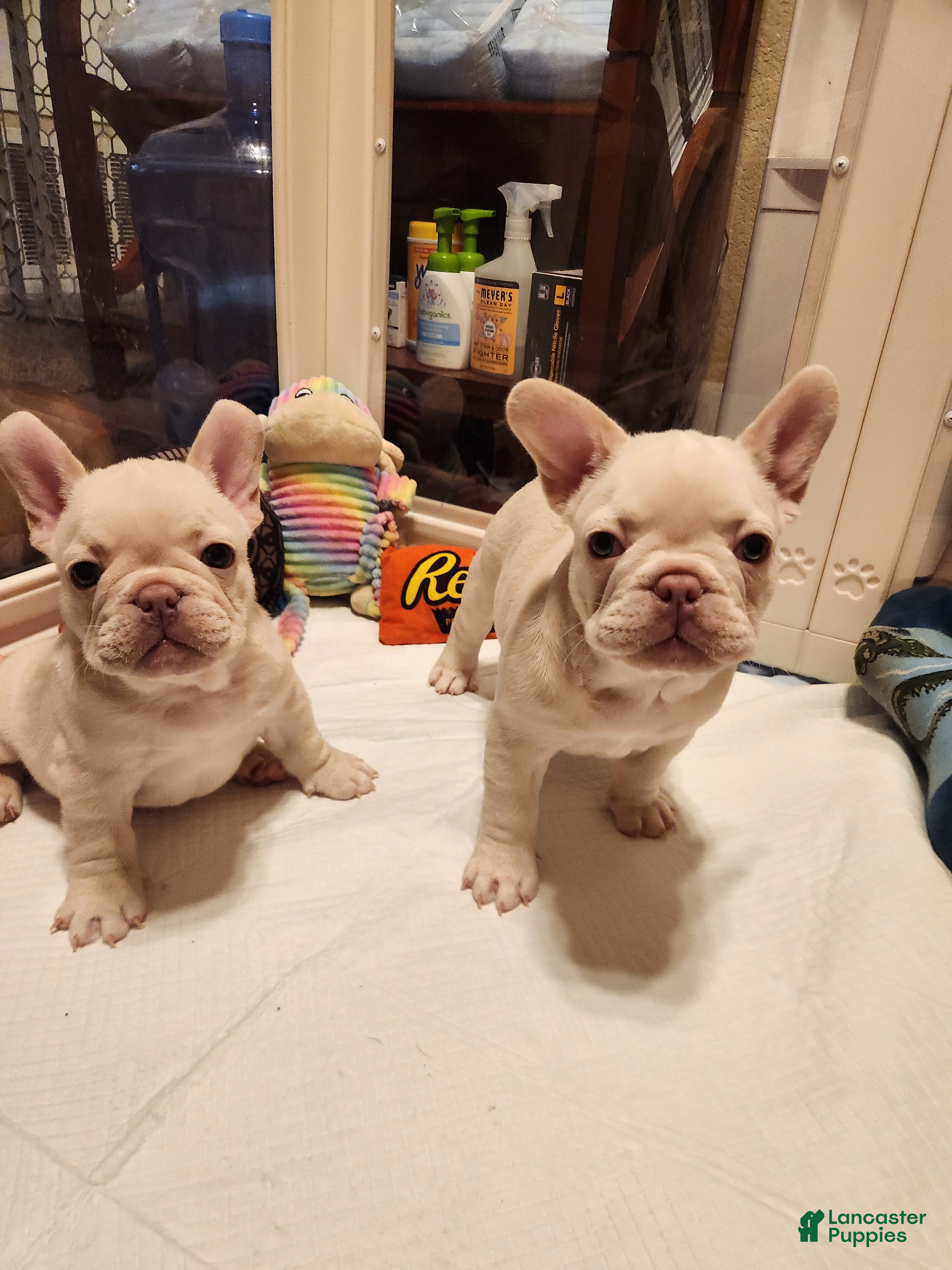 French Bulldog dogs French Bulldog 4 - Ad 1