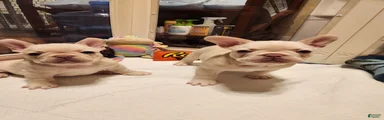 French Bulldog 4