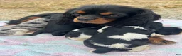 Cavalier King Charles Spaniel dogs for sale: Boomer - Ad 5