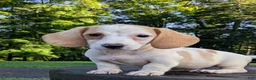 Dachshund dogs for sale: Cash - Ad 9