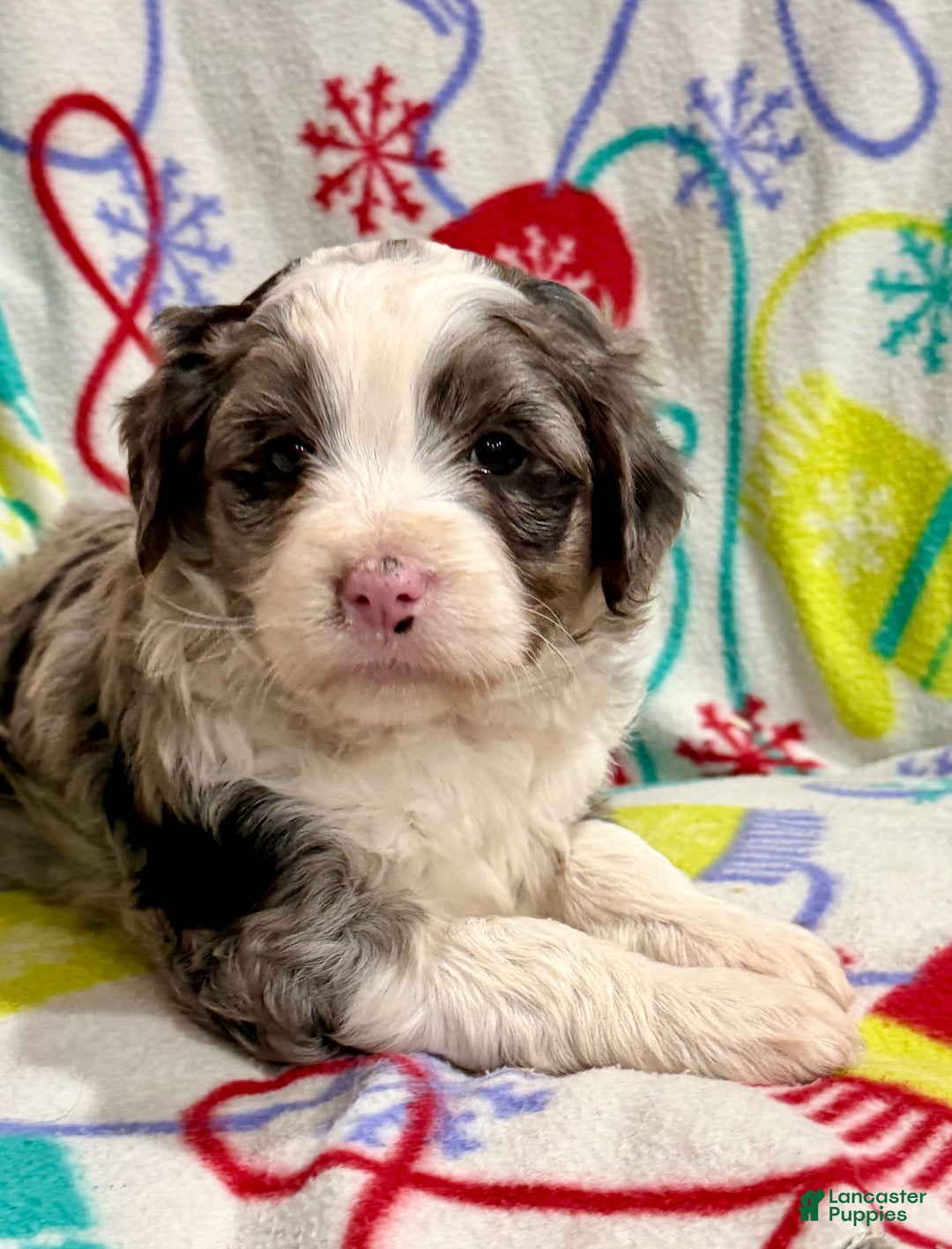 Mini Aussiedoodle dogs for sale: Chloe - Ad 1