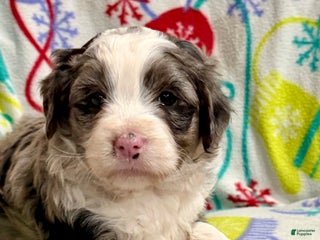 Mini Aussiedoodle dogs Chloe - Ad 40