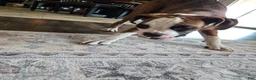 Boxer dogs for sale: Lady - Ad 15