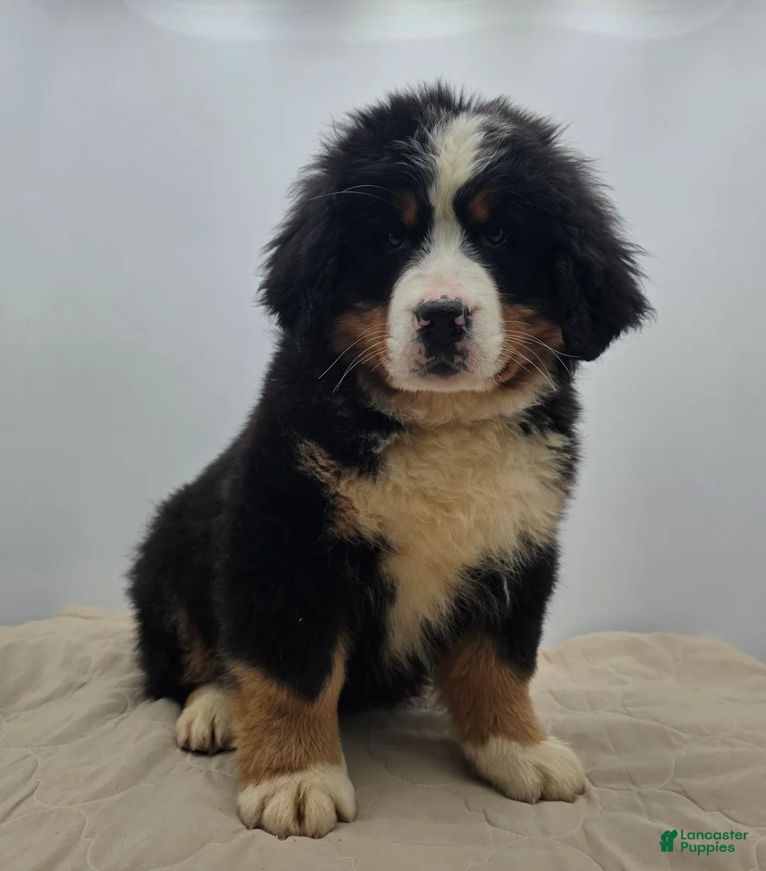 Bernese Mountain Dog dogs for sale: Rocky - Ad 1