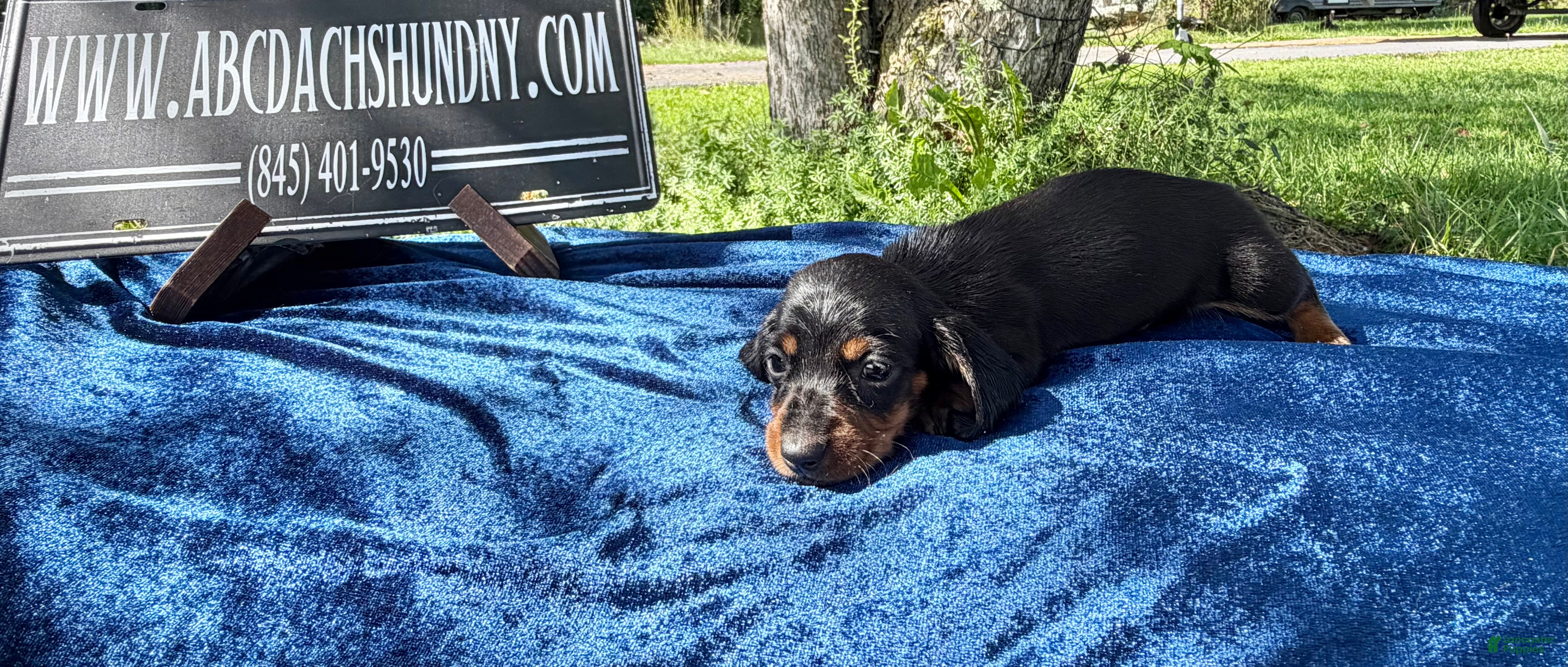 Miniature Dachshund dogs Black and tan smooth Russian  - Ad 41