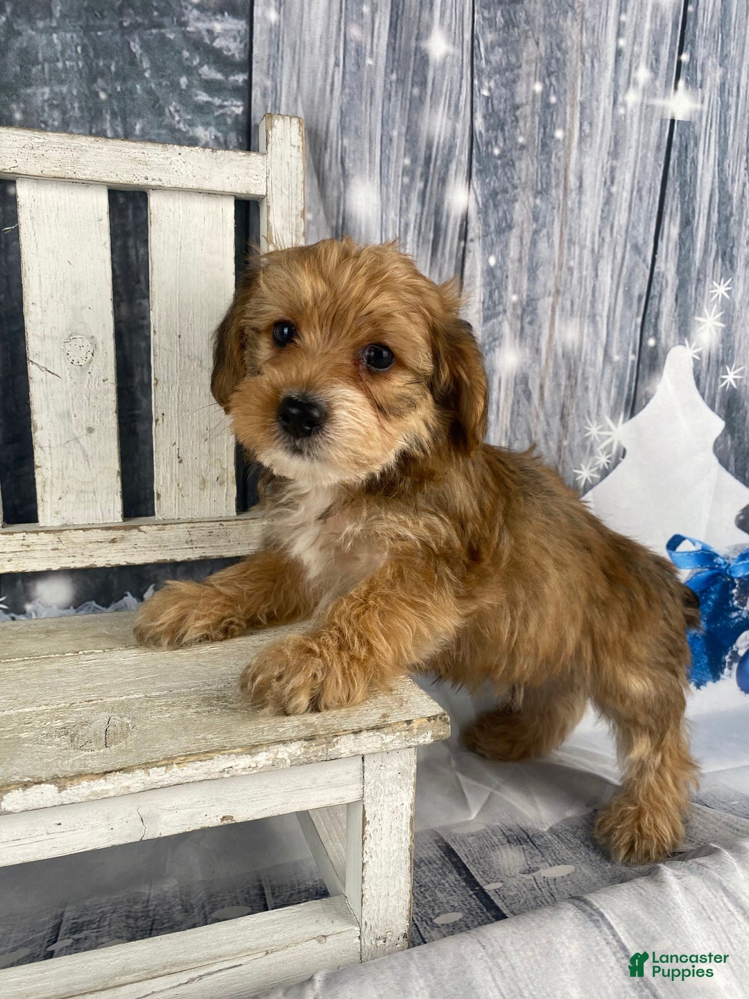 Yorkiepoo dogs for sale: Dan-O - Ad 10