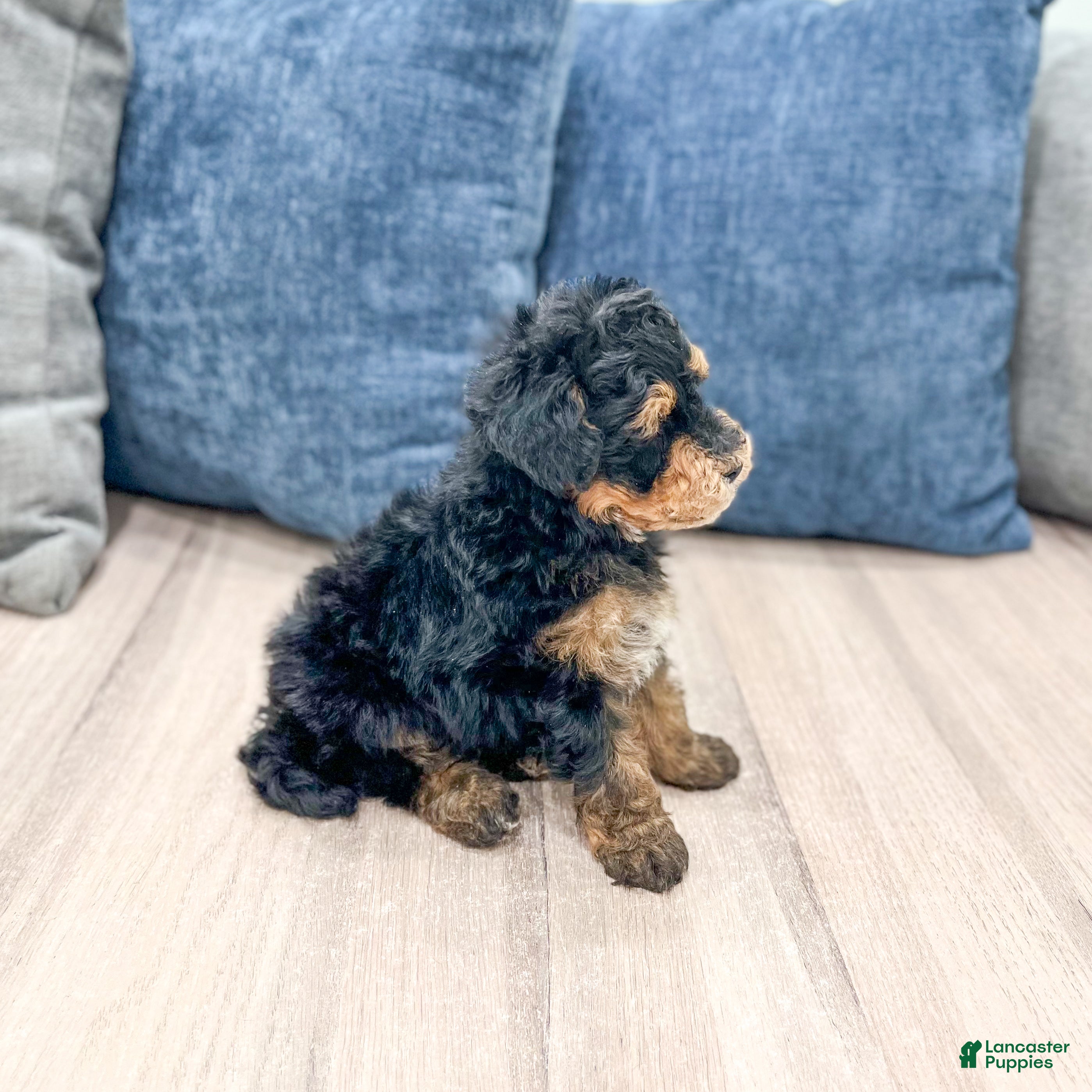 Mini Bernedoodle dogs for sale: Champ - Ad 4