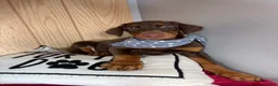 Doberman Pinscher dogs for sale: Duke - Ad 6