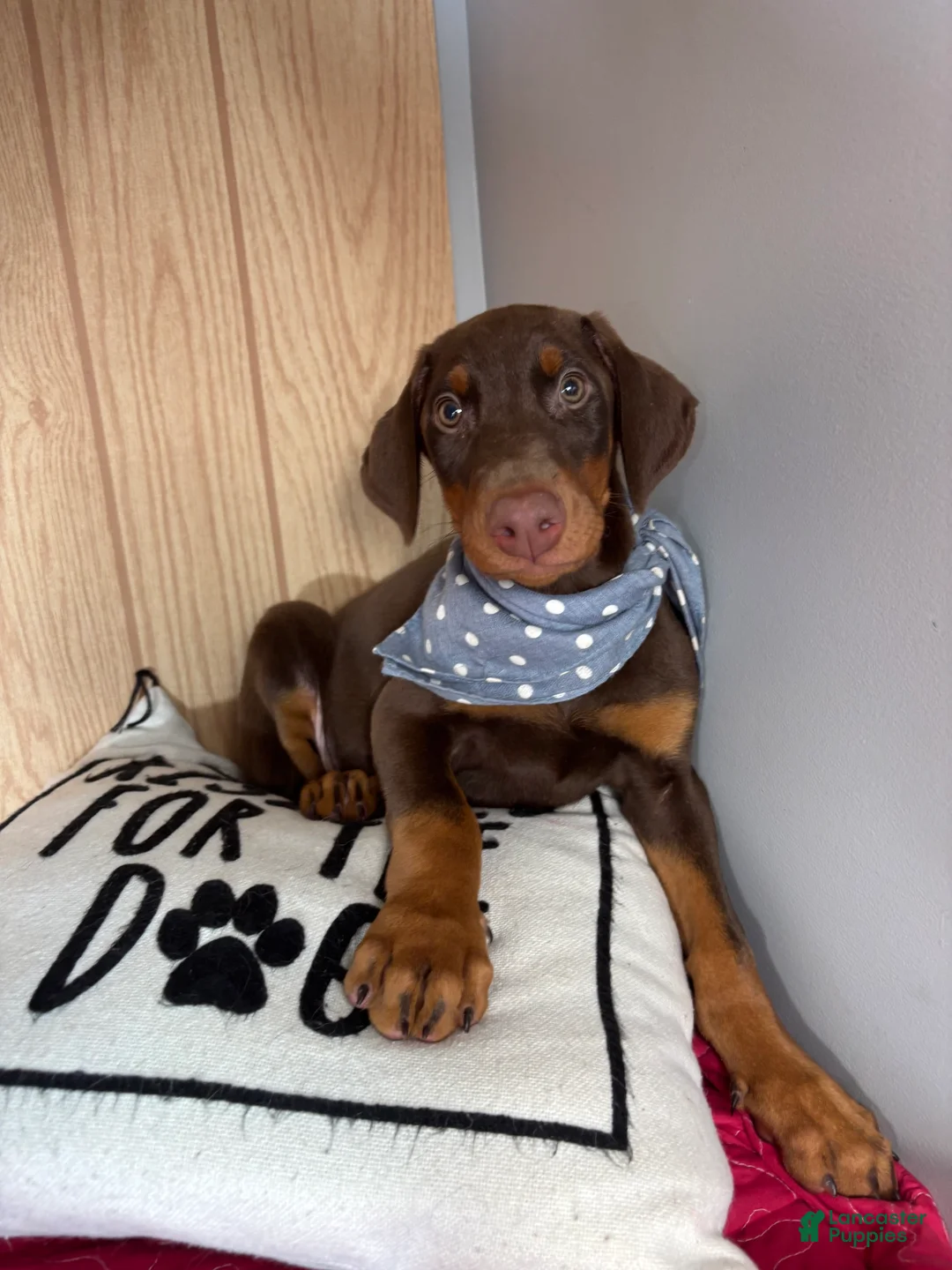 Doberman Pinscher dogs for sale: Duke - Ad 6