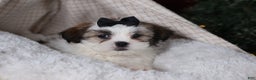 Shih Tzu dogs for sale: Prince - Ad 5