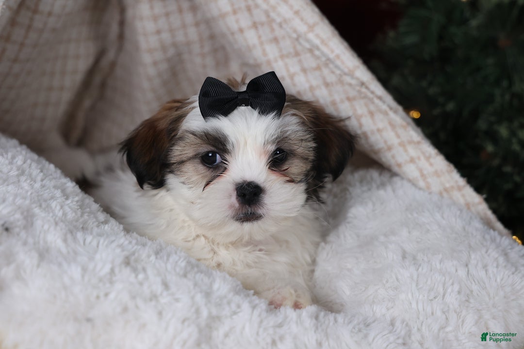 Shih Tzu dogs for sale: Prince - Ad 5