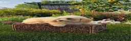Havapoo dogs for sale: Aurora - Ad 3