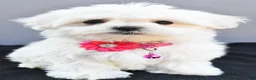Maltese dogs for sale: Hailey - Ad 3