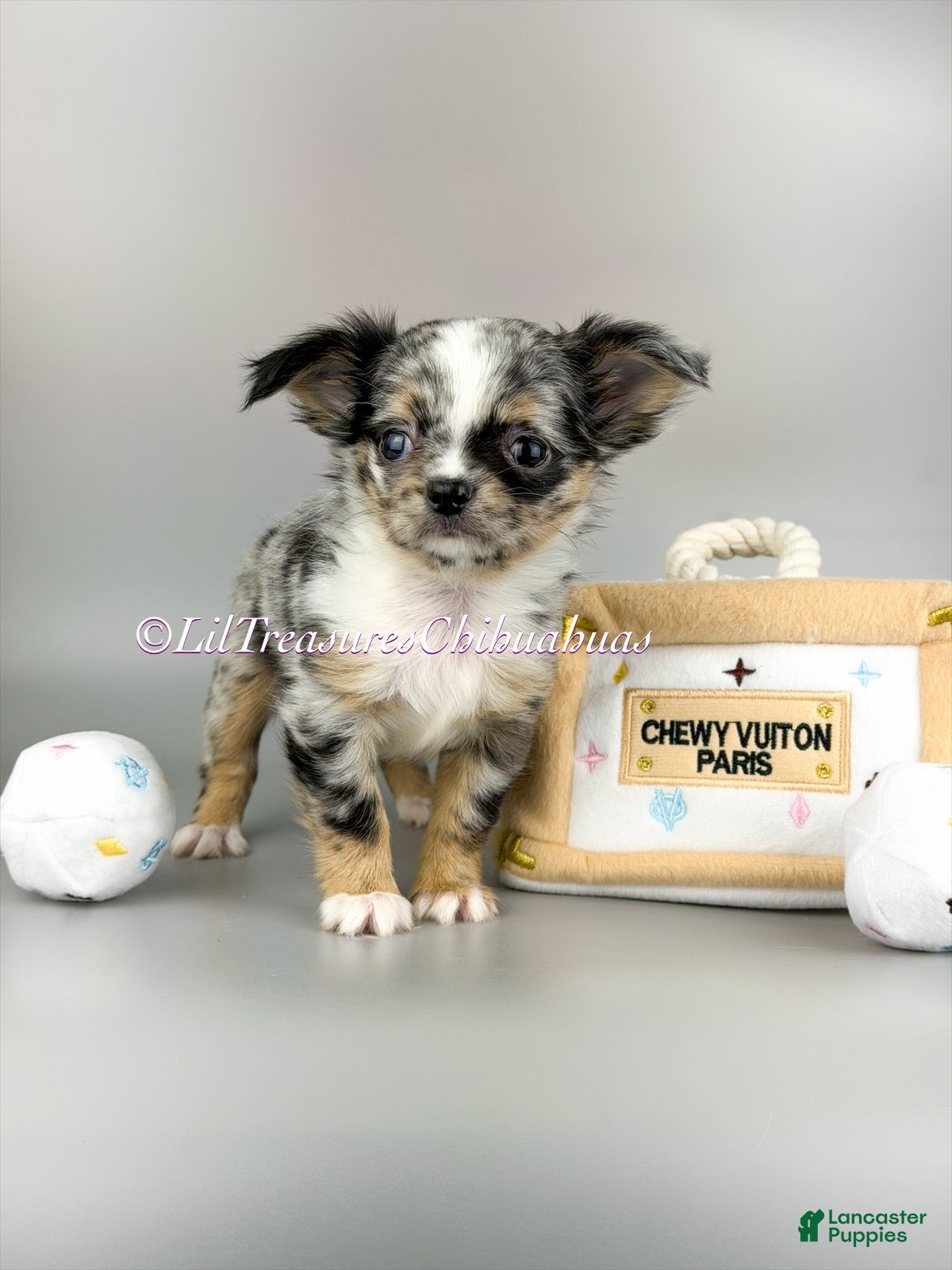 Chihuahua dogs Twilight Sparkle - Ad 14