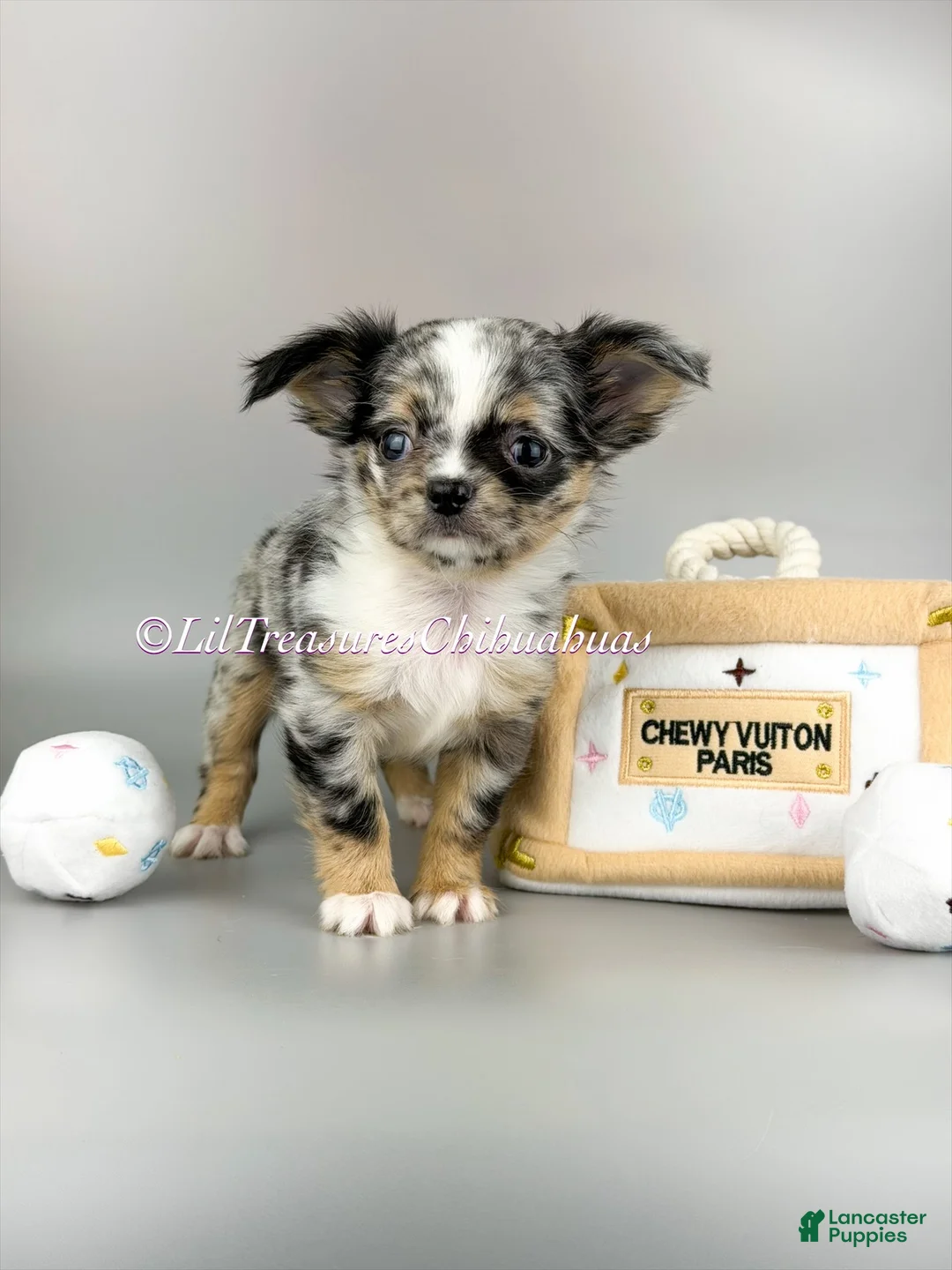 Chihuahua dogs for sale: Twilight Sparkle - Ad 1
