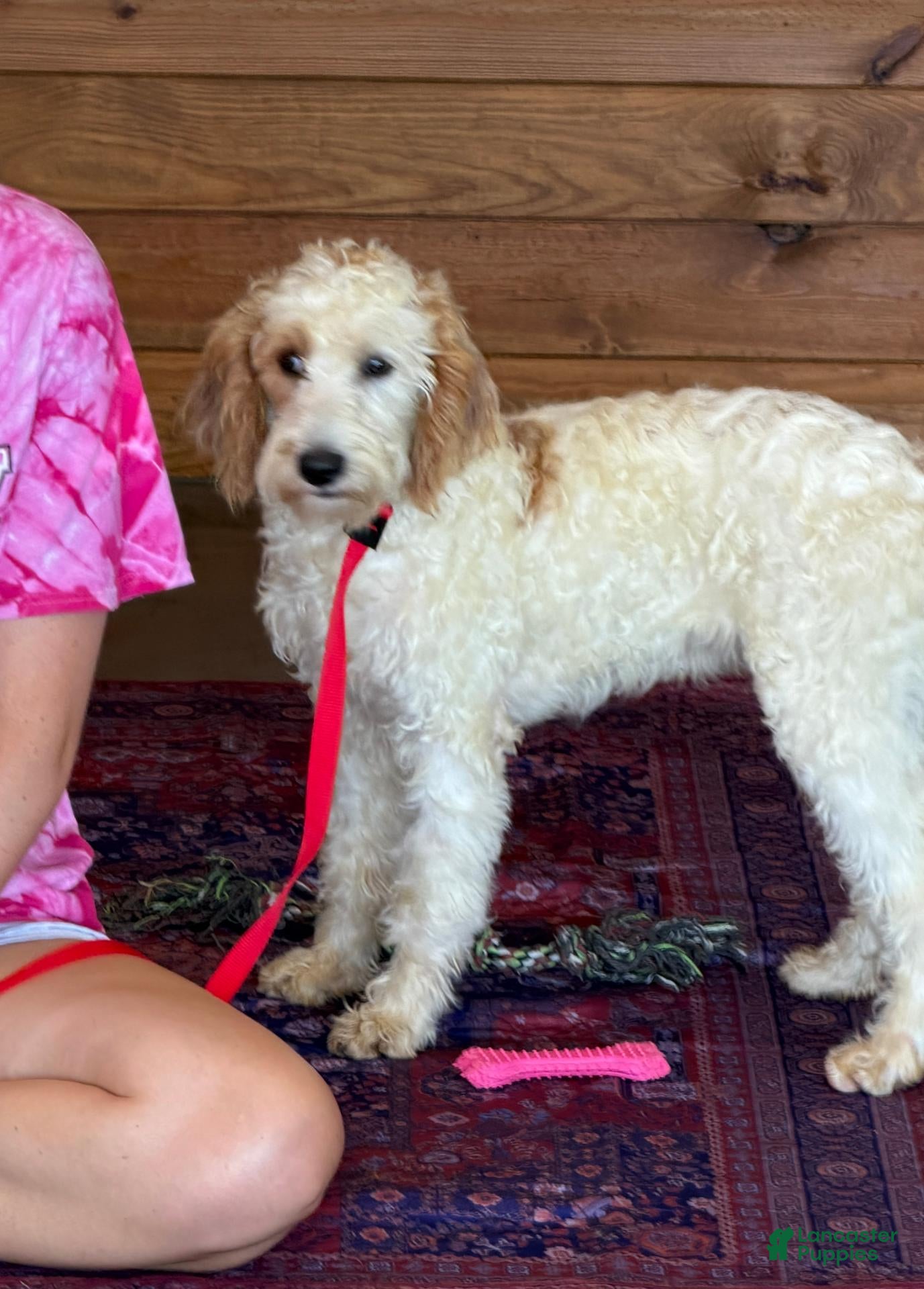 Labradoodle dogs Patty - Ad 1