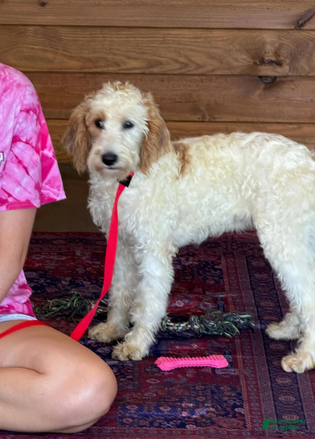 Labradoodle dogs for sale: Patty - Ad 1