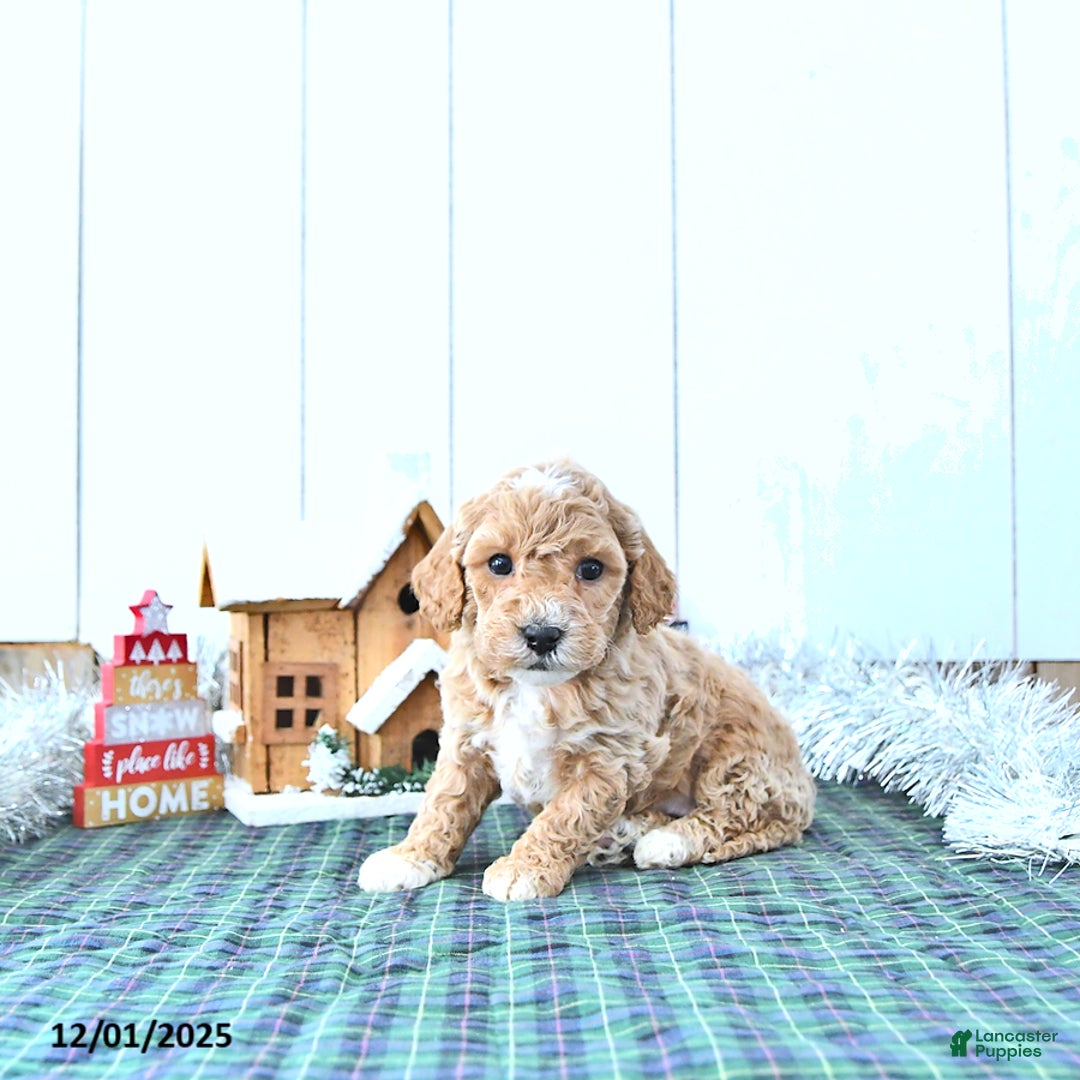Mini Goldendoodle dogs for sale: Nellie - Ad 2