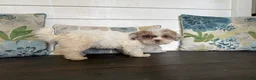 Shihpoo dogs for sale: Cinderella  - Ad 6