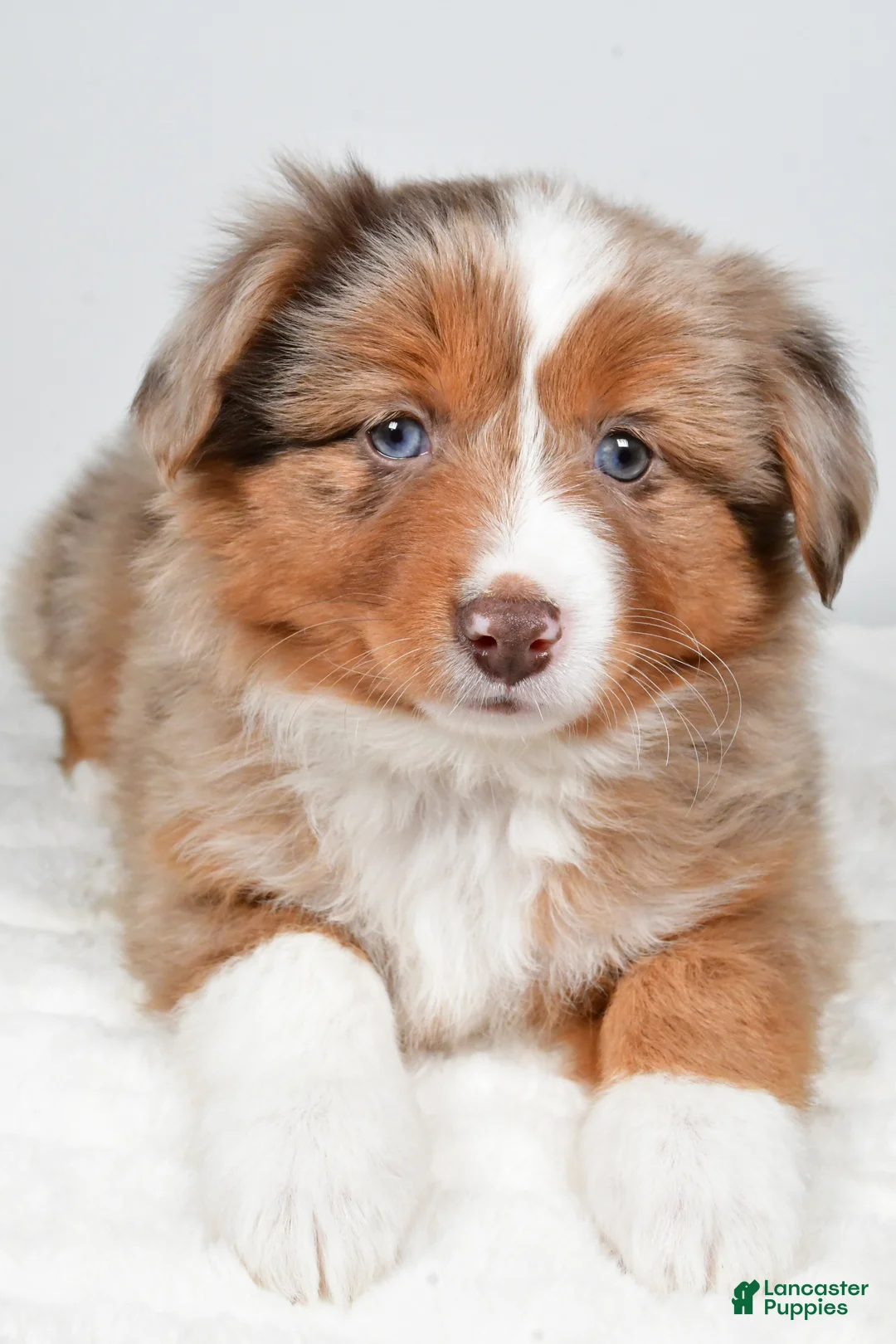 Miniature Australian Shepherd dogs for sale: Rose - Ad 8