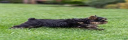 Yorkshire Terrier dogs for sale: Willy Yorkshire Terrier Puppy  - Ad 8