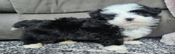 Mini Bernedoodle dogs for sale: Mini Boots - Ad 12