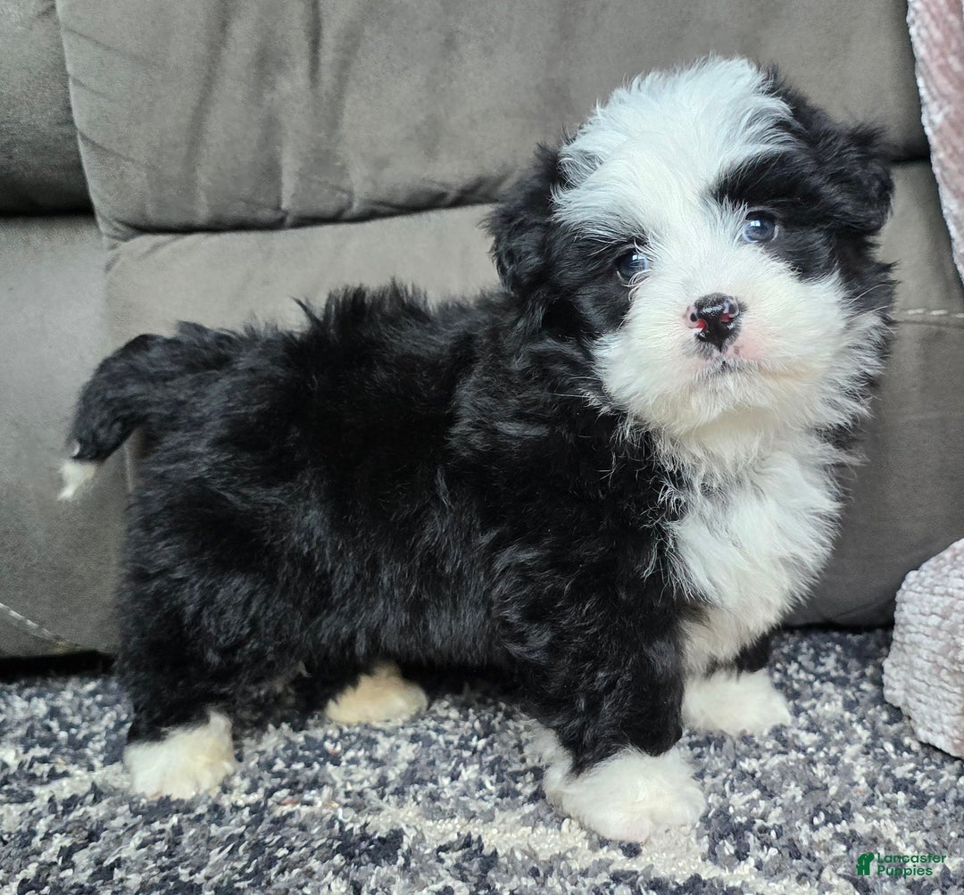 Mini Bernedoodle dogs for sale: Mini Boots - Ad 12