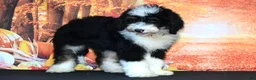 Bernedoodle dogs for sale: Bernedoodle 5 - Ad 1