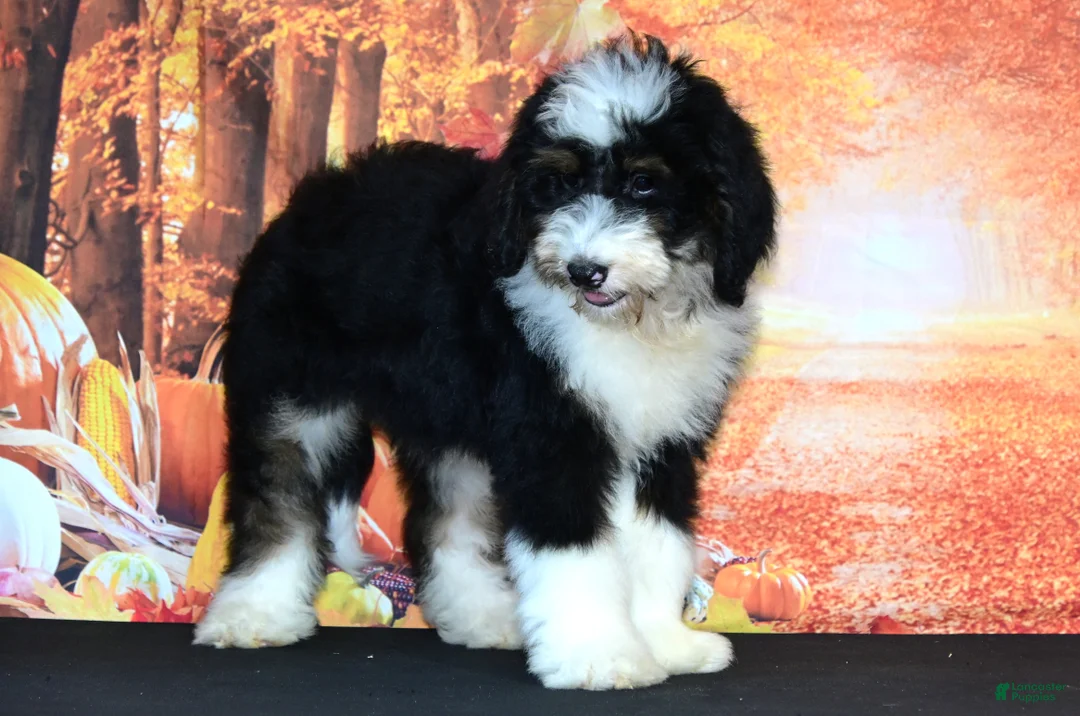 Bernedoodle dogs for sale: Bernedoodle 5 - Ad 1