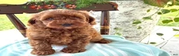 Miniature Poodle dogs for sale: Toffee - Ad 3