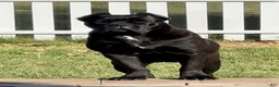 Cane Corso dogs for sale: Cane Corso 2 - Ad 3
