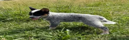 Australian Cattle Dog dogs for sale: Renley - Ad 3