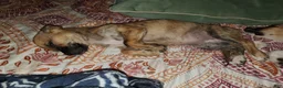 Chiweenie dogs for sale: Maya - Ad 4