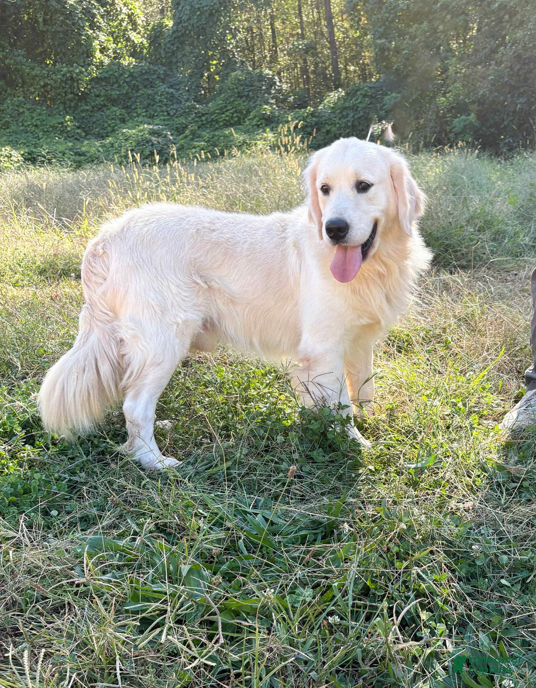 Golden Retriever dogs for sale: Samson - Ad 7