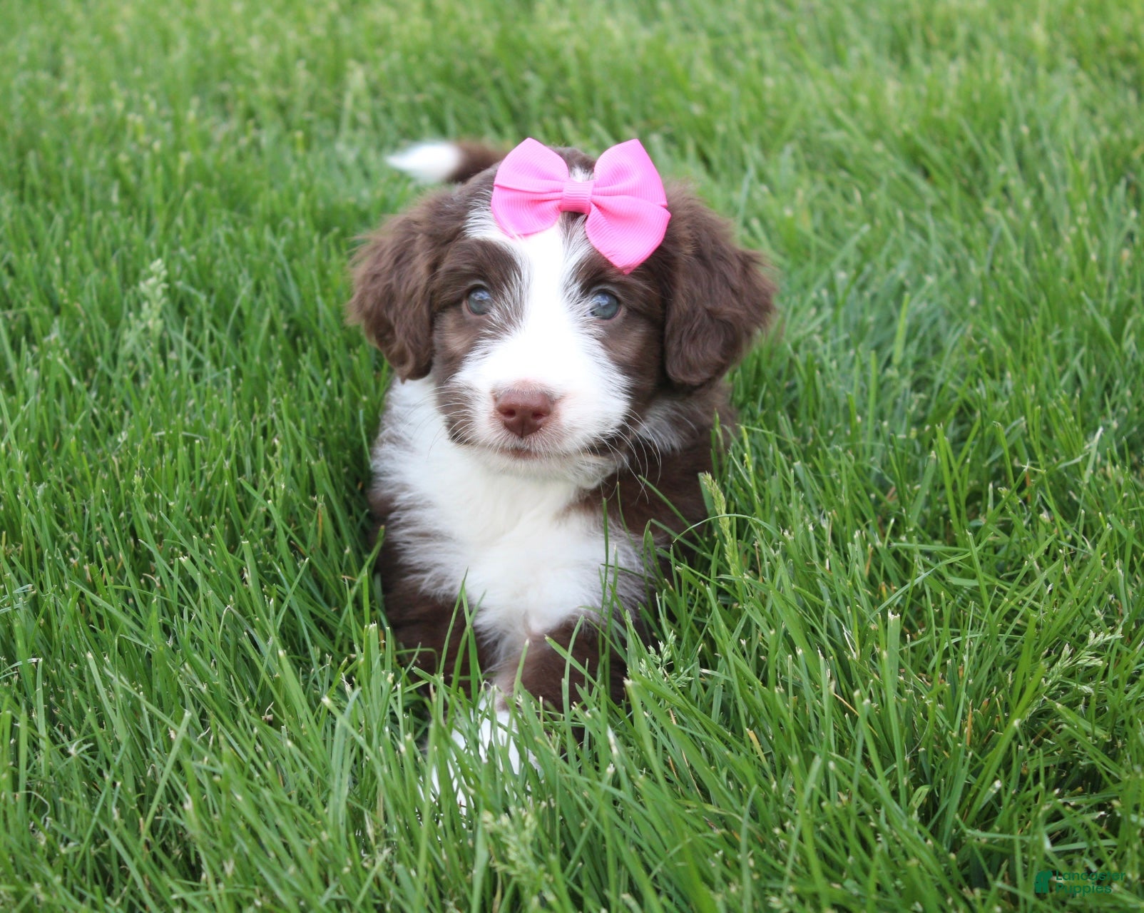 Mini Aussiedoodle dogs Cassie - Ad 2