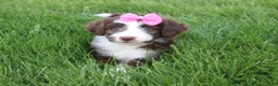 Mini Aussiedoodle dogs for sale: Cassie - Ad 1