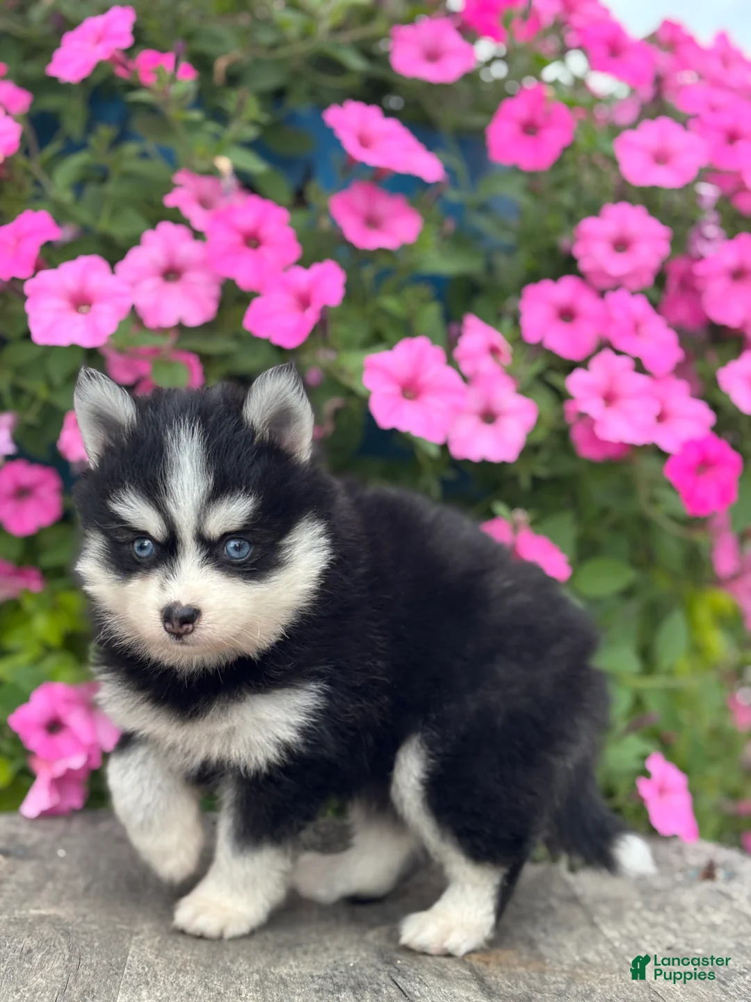 Pomsky dogs for sale: Trent - Ad 3