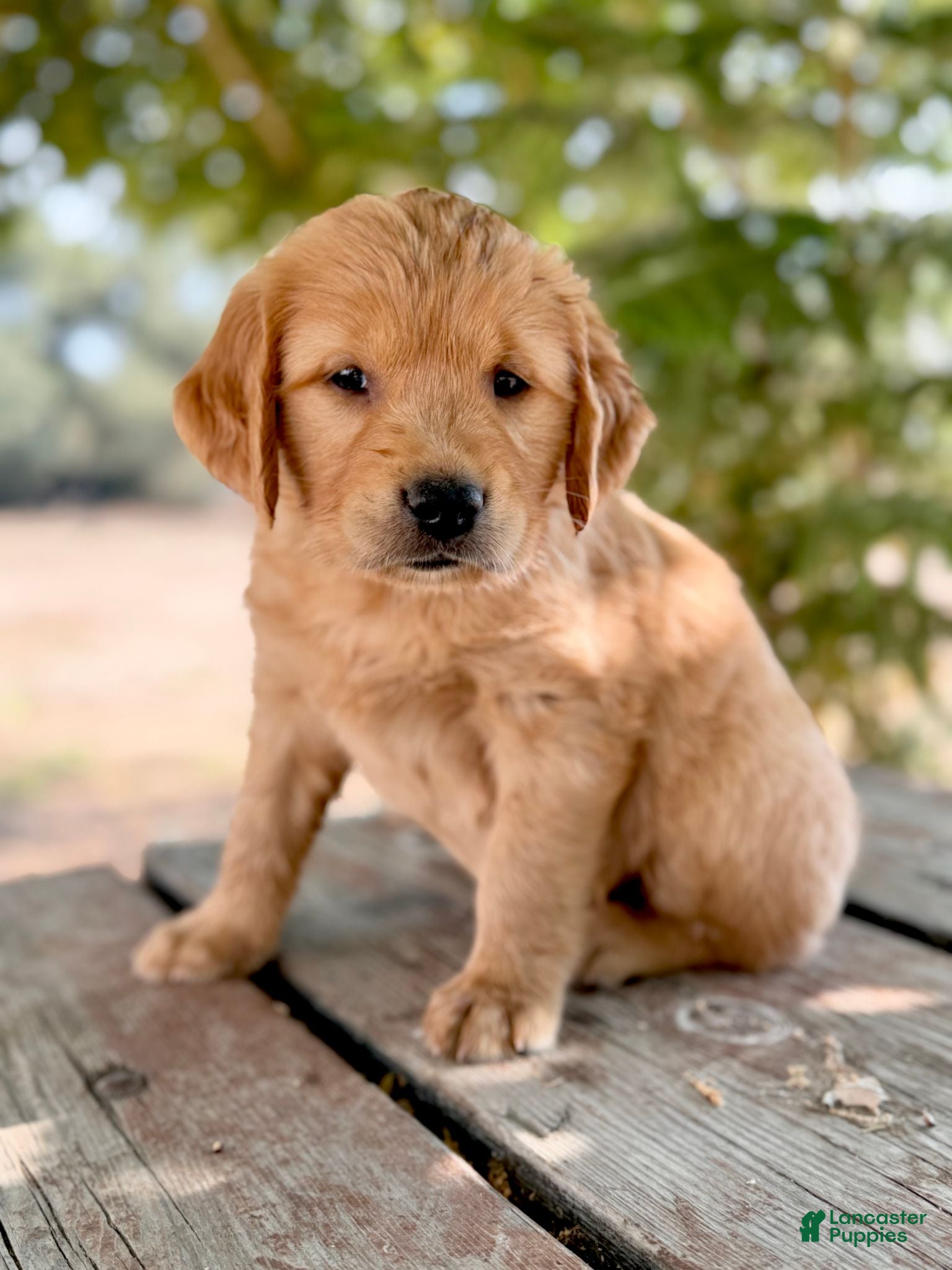 Golden Retriever dogs Golden Retriever 1 - Ad 25