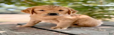 Golden Retriever 1